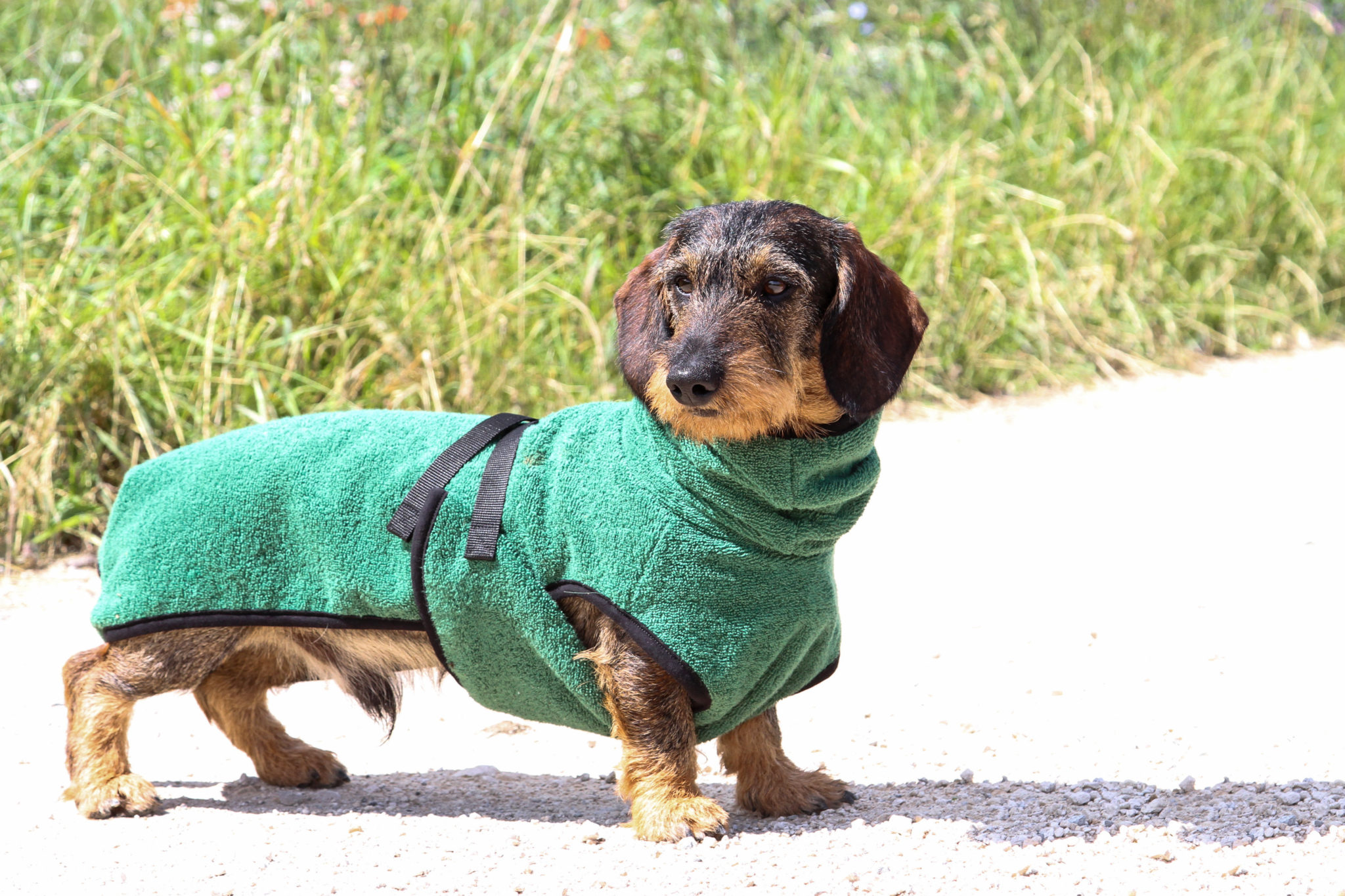 DRYUP Cape DACKEL“ Trockencape Hundebademantel Speziell für Dackel