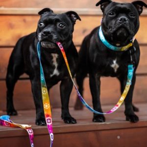 Halsband-Hundehalsband-Gurtband-Neopren-Spaziergang-Hundespaziergang-Hund-Chakra-Regenbogen