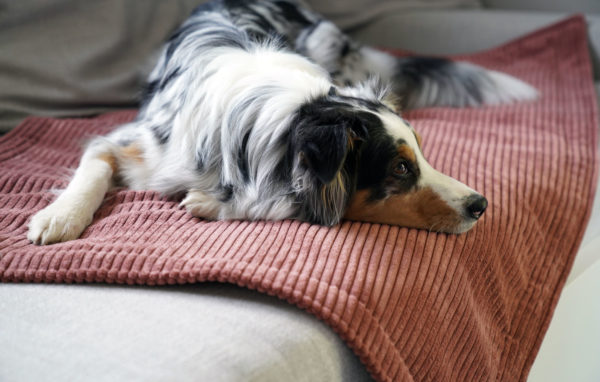 Hund-Hundedecke-Padsforall-mypado-cord-kuschlig-wohlig-warm-waschbar