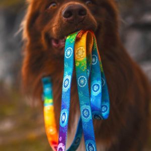 Leine-Hundeleine-Gurtband-schwarzer Karabiner-Chakras-Regenbogen-Hund-Hundespaziergang