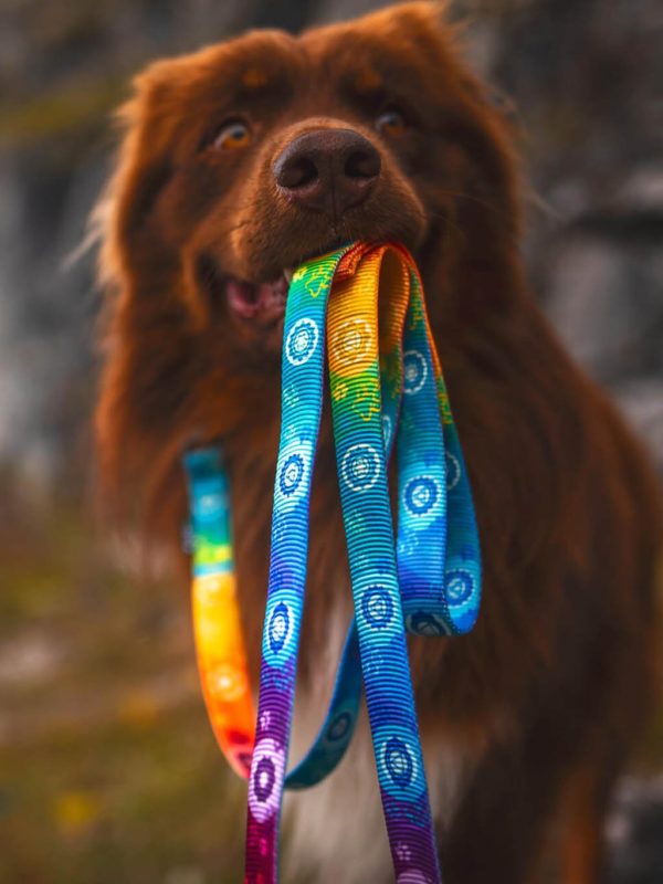 Leine-Hundeleine-Gurtband-schwarzer Karabiner-Chakras-Regenbogen-Hund-Hundespaziergang