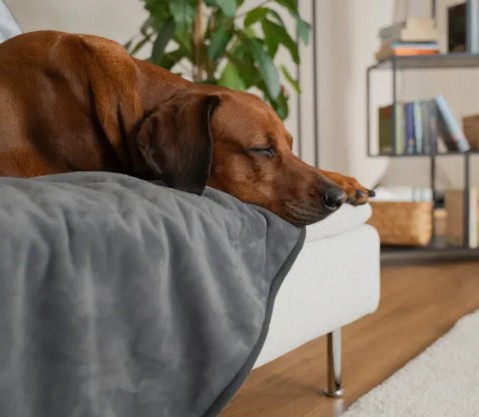 Pearl-Trendpet-wasserdicht-plüsch-Sherpa Flece-Autodecke-Sofadecke-Kuscheldecke-Hund-Hundedecke-2