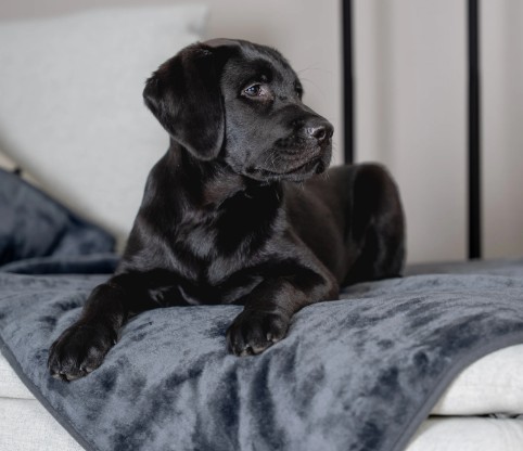Wasserdichte Hundedecke Pearl – Schondecke für Sofa, Bett & Auto – Bild 4