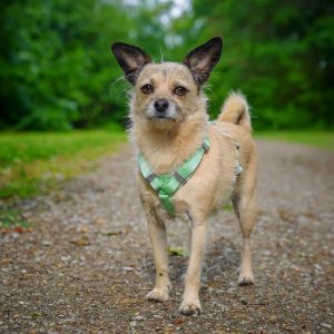 AnnyX Fun ergonomisches Brustgeschirr Hundegeschirr